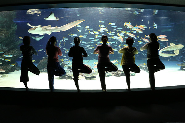 水族館の新しい楽しみかた おとなのためのアクアリウム入門