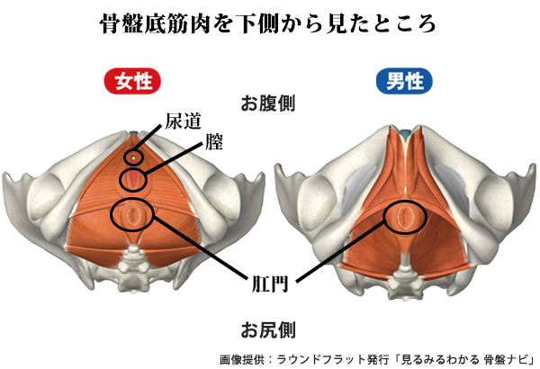 「骨盤底筋」を制する者が美を制する！ 知られざる “デリケートゾーン” のこと