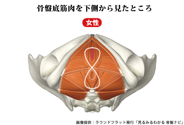 「骨盤底筋」を制する者が美を制する！ 知られざる “デリケートゾーン” のこと
