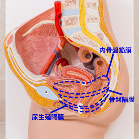 「骨盤底筋」を制する者が美を制する！ 知られざる “デリケートゾーン” のこと