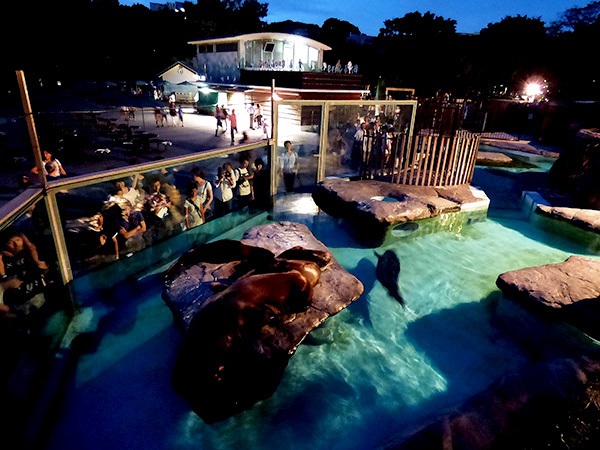 真夏だけのお楽しみ！　ナイト・ズー（夜の動物園）案内