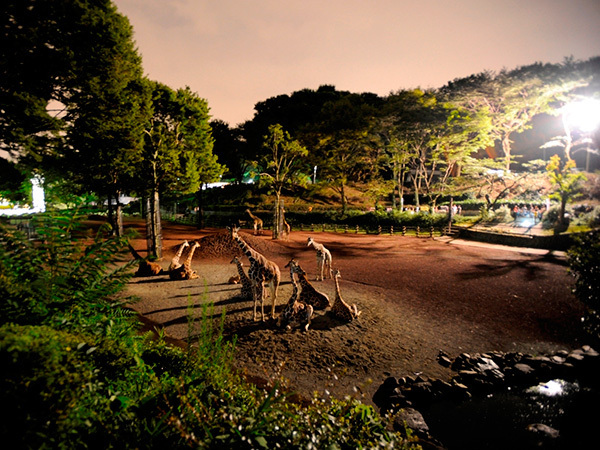 真夏だけのお楽しみ！　ナイト・ズー（夜の動物園）案内