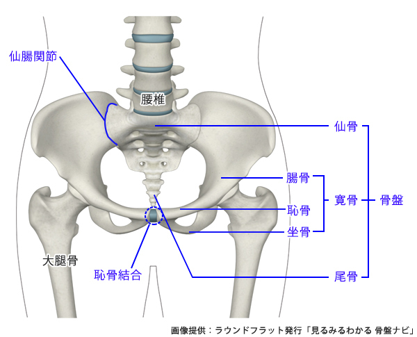 体調が良くなる、ボディラインが変わる！ すべての女性に「骨盤メンテナンス」が必要な理由