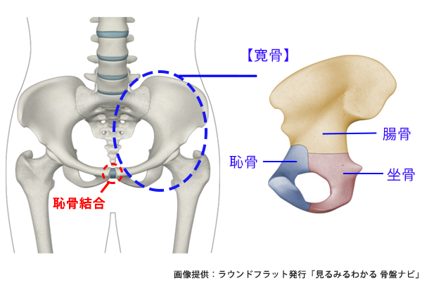 体調が良くなる、ボディラインが変わる！ すべての女性に「骨盤メンテナンス」が必要な理由