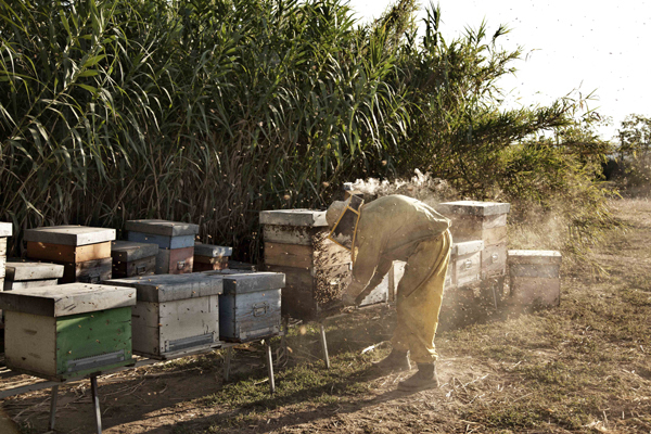 カンヌ映画祭グランプリ受賞作 「夏をゆく人々」 が描く、家族の物語とは？