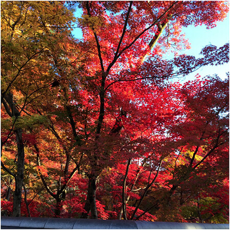 ふらり京都ひとり旅。ゆったりと紅葉を楽しめる穴場スポット　