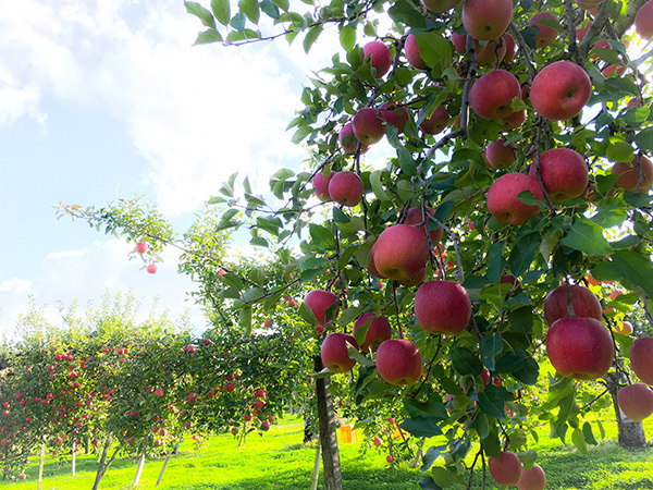 フランス人を魅了！　りんごの町「山形県朝日町」の“飾らないおもてなし”