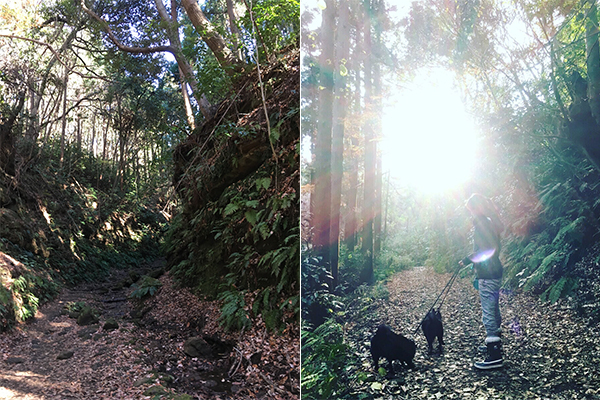 ダイエット＆リフレッシュに！　「鎌倉ウォーキング」で冬太り解消