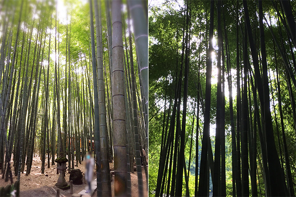 ダイエット＆リフレッシュに！　「鎌倉ウォーキング」で冬太り解消