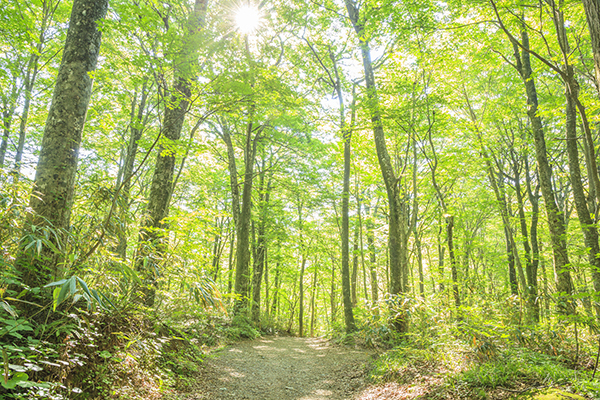 注目の「フェアトレードコスメ」　一歩進んだ自然派ケアとは？