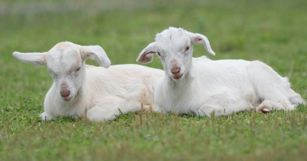 子どもの感性を育む「歌と五感」――幼い子どもの成長につながる歌ってどんな歌？