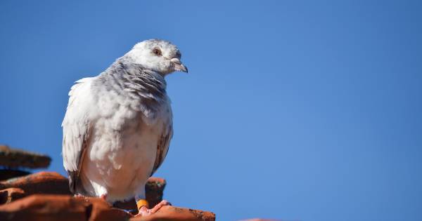 学びの種はアニメにも！　ジブリ映画『天空の城ラピュタ』から、親子でイギリスの社会と文化を学ぼう