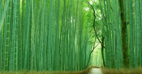 「子ども俳人」急増中！　「俳句」を詠むと豊かな言語感覚と語彙力が身につく理由