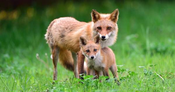 情緒面の発達に大きく影響！　「空想力」で身につく4つの力