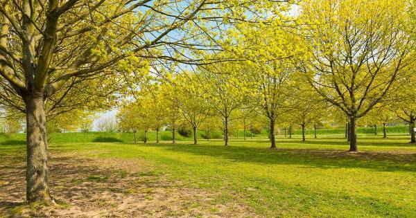 「点数」で子どもを評価しない――力強い意志を育む「シュタイナー教育」の本質