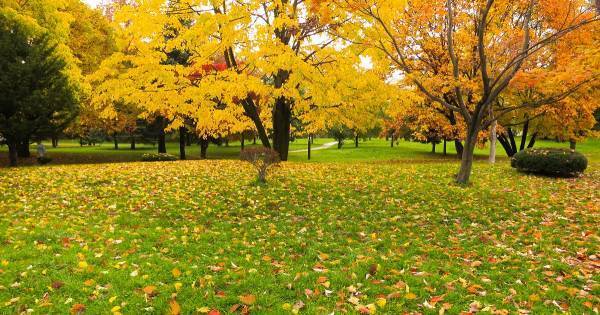 「公園遊び」に道具は必要ない――外遊びは「なにもないところ」から始めよ