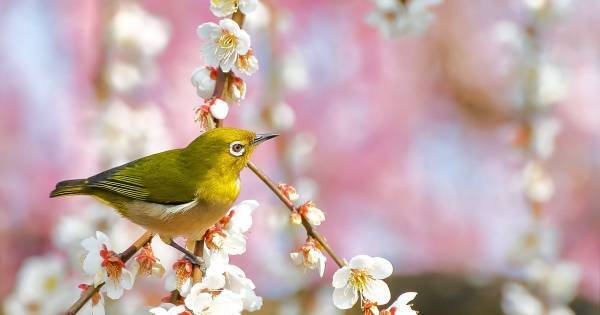 国語力は“〇〇の音読”で爆発的に伸びる。読むだけで子どもの頭がよくなる名作本の選び方