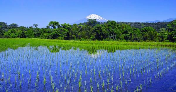 そこには食育だけで終わらない “学び” がある！　自然を体いっぱいに感じる「田植え体験」
