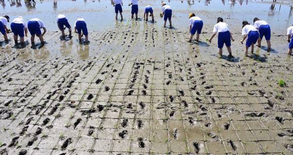 そこには食育だけで終わらない “学び” がある！　自然を体いっぱいに感じる「田植え体験」