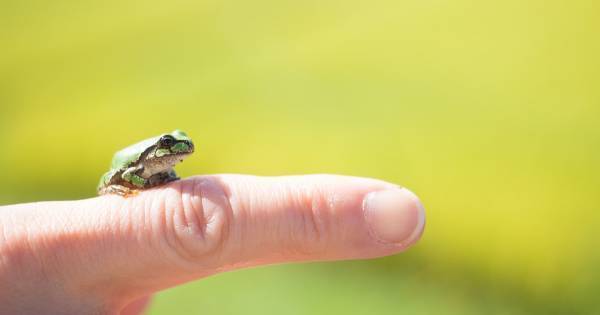 そこには食育だけで終わらない “学び” がある！　自然を体いっぱいに感じる「田植え体験」