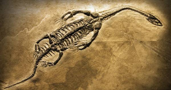 恐竜ハマり体験は小6理科につながる！【子どもの探求心をもっとくすぐる4つのヒント】