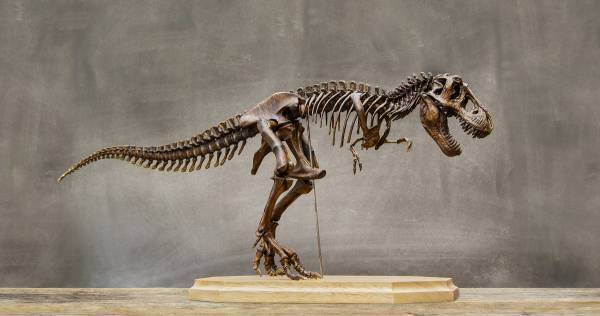 恐竜ハマり体験は小6理科につながる！【子どもの探求心をもっとくすぐる4つのヒント】