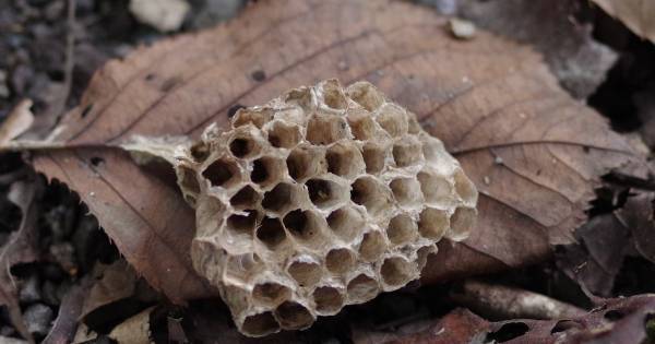 絵本と自然が出会う場所。物語の世界が広がる「いわむらかずお絵本の丘美術館」