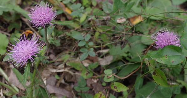 絵本と自然が出会う場所。物語の世界が広がる「いわむらかずお絵本の丘美術館」