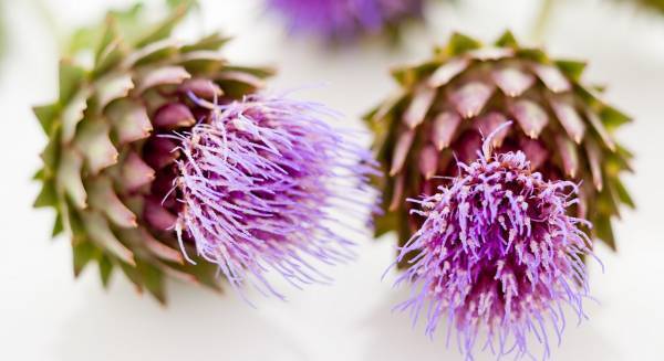 東大生の約9割が読んでいた「図鑑」。子どもの “知的好奇心” をぐいぐい引き出す活用法