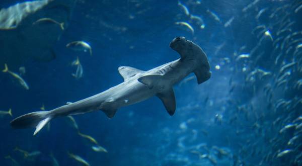 東大生の約9割が読んでいた「図鑑」。子どもの “知的好奇心” をぐいぐい引き出す活用法