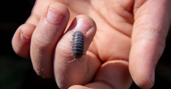 「虫が怖い」はこうして克服。ダンゴムシすら触れない子に、親は何をすればいい？