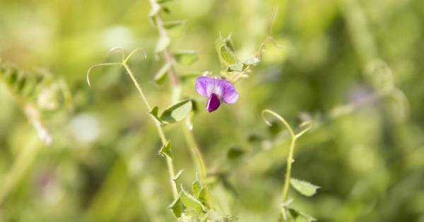 カブトムシやクワガタが採り放題！　夏休みに親子で作る“スーパーバナナトラップ”