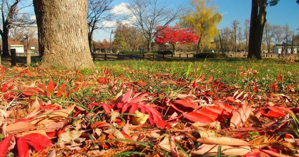 カブトムシやクワガタが採り放題！　夏休みに親子で作る“スーパーバナナトラップ”
