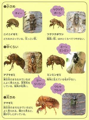 「セミのぬけがら」を集めて身近な自然環境について調べよう【小学生の自由研究（理科）】