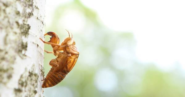 「セミのぬけがら」を集めて身近な自然環境について調べよう【小学生の自由研究（理科）】