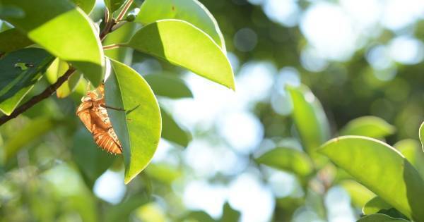 「セミのぬけがら」を集めて身近な自然環境について調べよう【小学生の自由研究（理科）】