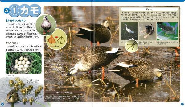 「セミのぬけがら」を集めて身近な自然環境について調べよう【小学生の自由研究（理科）】