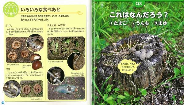 「セミのぬけがら」を集めて身近な自然環境について調べよう【小学生の自由研究（理科）】