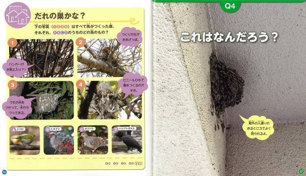 「セミのぬけがら」を集めて身近な自然環境について調べよう【小学生の自由研究（理科）】