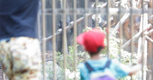 動物園は学びの場！　上野動物園の学芸員が伝授する、親必見の「動物観察準備テク」