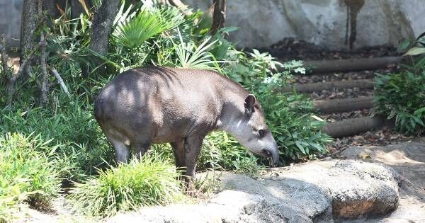 動物園は学びの場！　上野動物園の学芸員が伝授する、親必見の「動物観察準備テク」