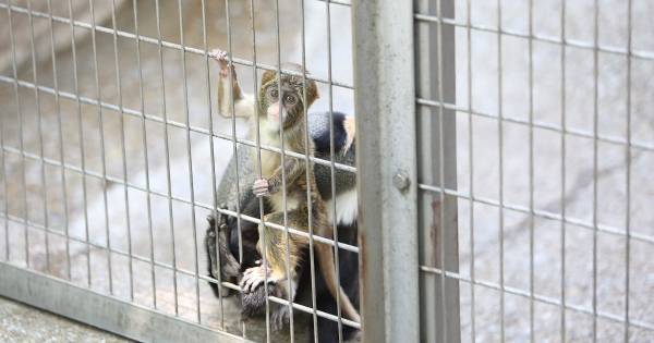 解説のメモなんてしなくていい。「目の前の動物」から最大限学びとるコツ