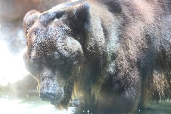 解説のメモなんてしなくていい。「目の前の動物」から最大限学びとるコツ