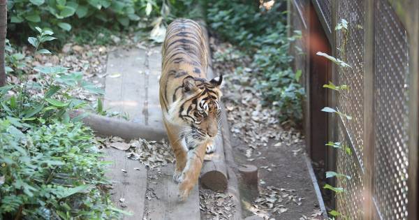 解説のメモなんてしなくていい。「目の前の動物」から最大限学びとるコツ