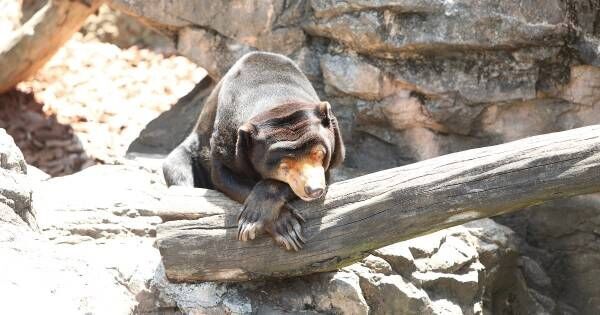 夏休みの自由研究 は動物園で 上野動物園おすすめの 調べ学習 のテーマとポイント 19年7月19日 ウーマンエキサイト 3 4