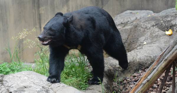 「夏休みの自由研究」は動物園で。上野動物園おすすめの“調べ学習”のテーマとポイント