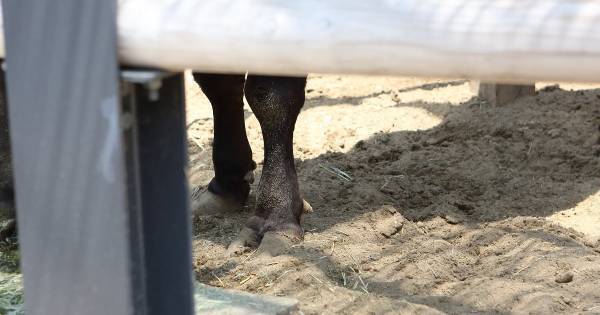 「夏休みの自由研究」は動物園で。上野動物園おすすめの“調べ学習”のテーマとポイント