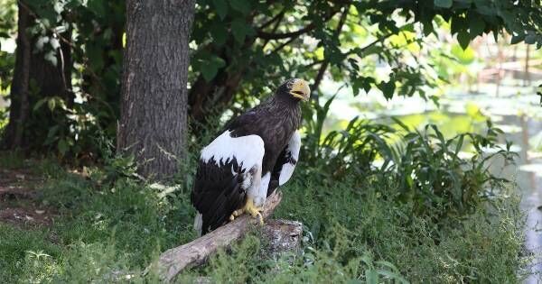 「夏休みの自由研究」は動物園で。上野動物園おすすめの“調べ学習”のテーマとポイント