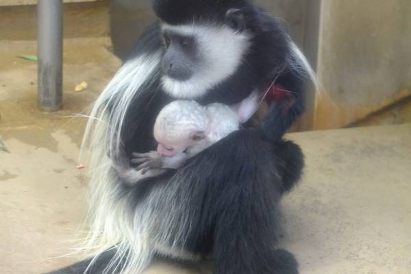 「夏休みの自由研究」は動物園で。上野動物園おすすめの“調べ学習”のテーマとポイント