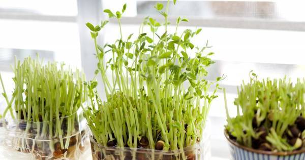 夏休みの自由研究【小学生向け】完全ガイド。工作、理科ほかテーマ満載。まとめ方も紹介！